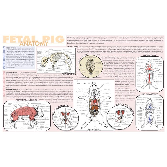 Frey Scientific Laminated Dissection Mat, .02 Mil Thick, Fetal Pig Anatomy Print