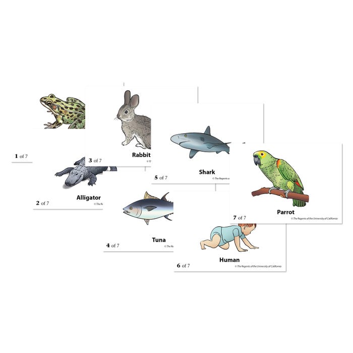 FOSS Classification Card Set, 17 Sets of 7 Cards