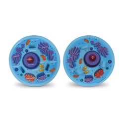 ANGLEIMAGES_FULLIMAGE