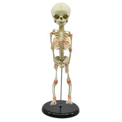 Infant Fetus Skeleton Model 2133148