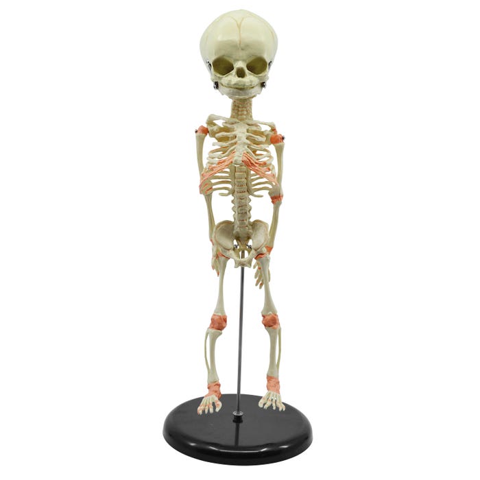 Eisco Labs Infant Fetus Skeleton Model