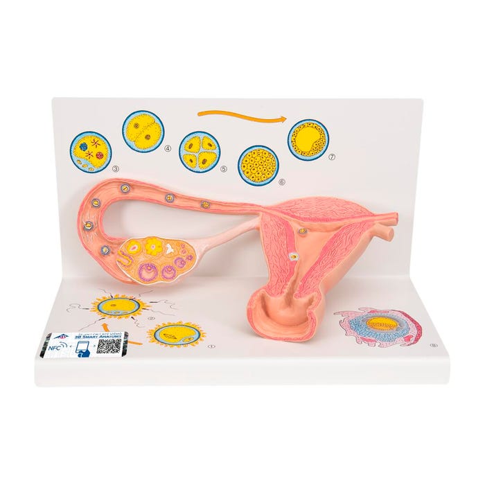 3B Scientific Stages of Fertilization Model