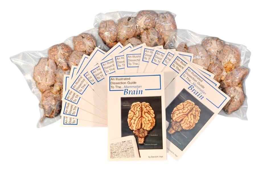 Frey Scientific Sheep Brain - Pack of 30, Item Number 588556