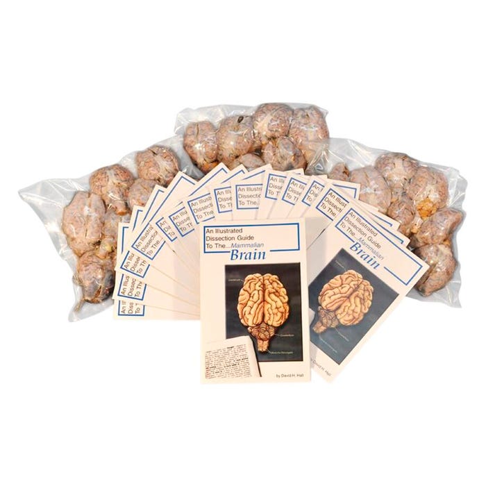 Frey Scientific Choice Preserved Sheep Brains, Vacuum Sealed Pack of 30