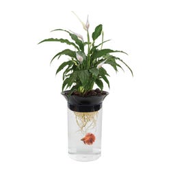 Nature's Aquaponic Combination Planter and Betta Fish Aquarium, Item Number 1540651