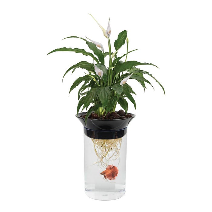 Nature's Aquaponic Combination Planter and Betta Fish Aquarium