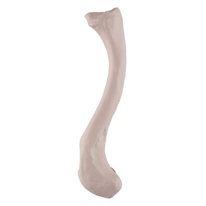 3B Replica Human Clavicle Bone - Left Side