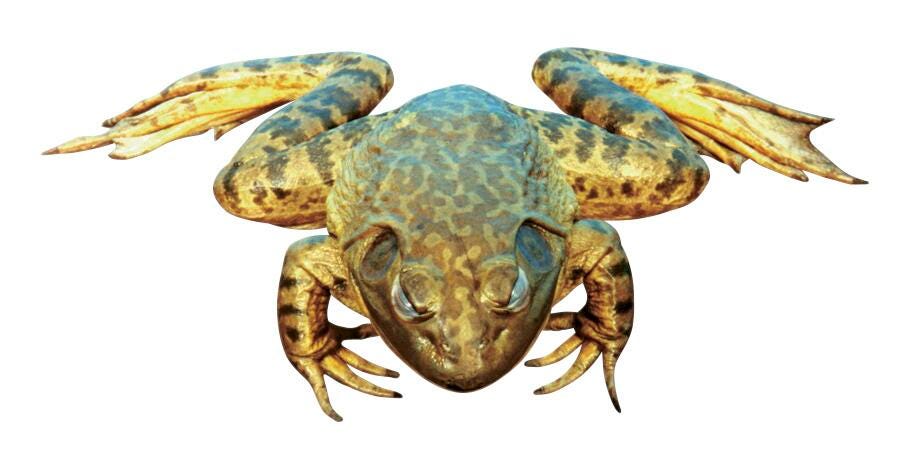 Frey Scientific Choice Double-Injected Preserved Bullfrogs, 5 to 6 Inches, Vacuum Sealed Pack of 10