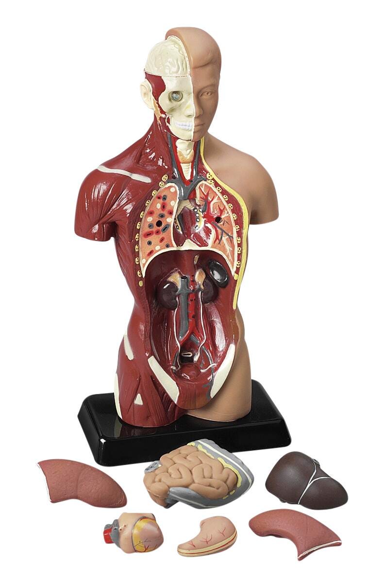 Image for Sexless Human Torso - 10 in. from School Specialty