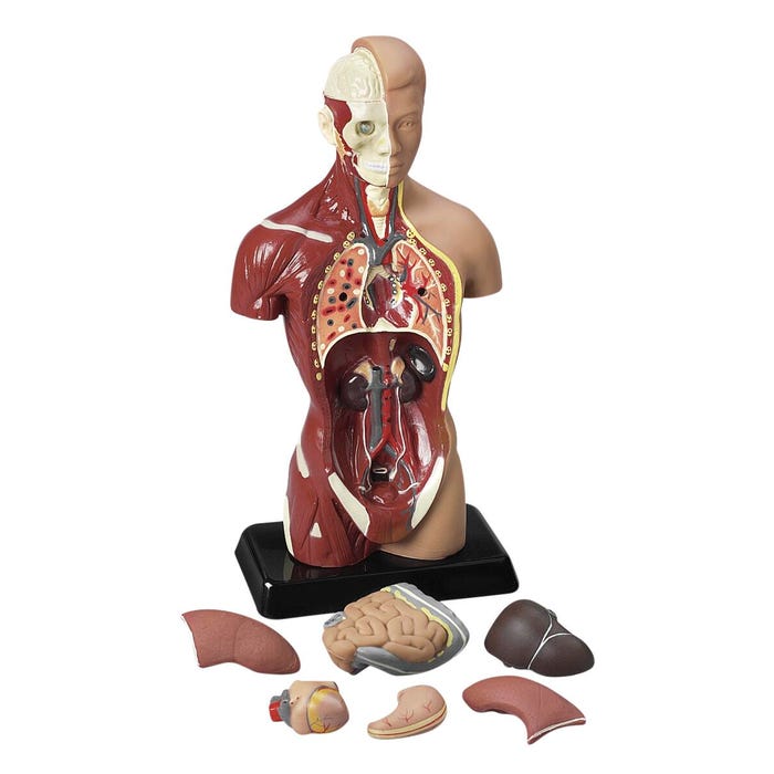 Walter Products Sexless Human Torso, 10 inches