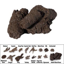 Nasco Adult Black Bear Scat Replica