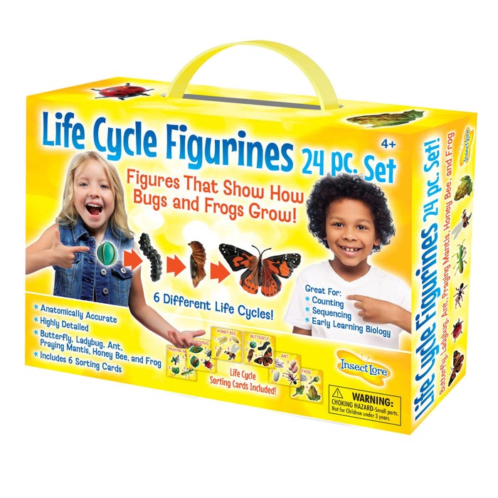 Insect Lore Life Cycle Models, Set of 24