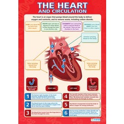 Delta Education The Heart Poster, Laminated, 33 x 23 Inches