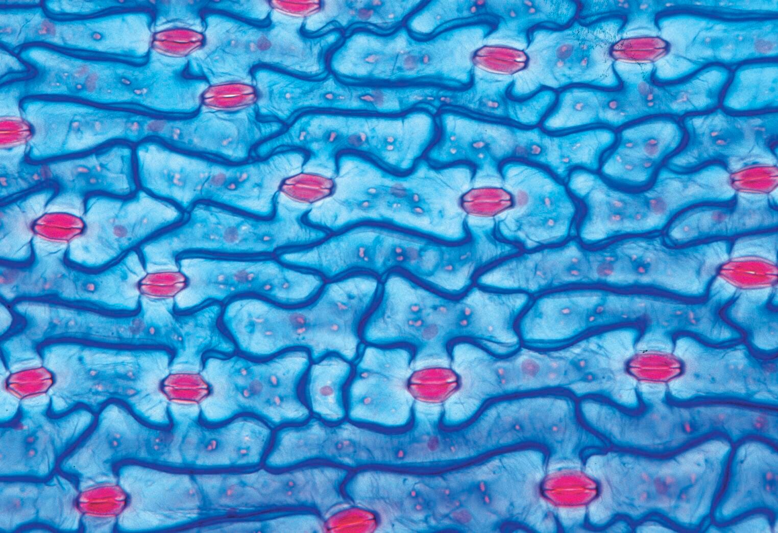 Science Survey Sets, Item Number 529420