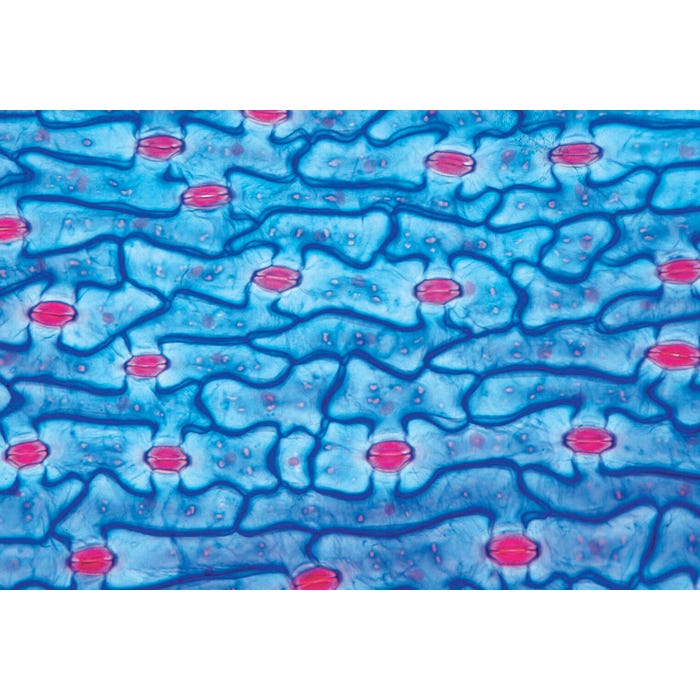 Johannes Lieder Prepared Microscope Slides, Middle School Science, Set of 25