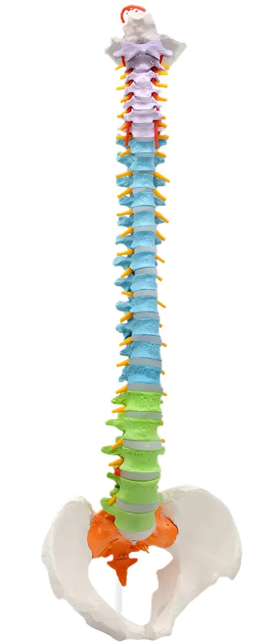 Flexible Spine Model