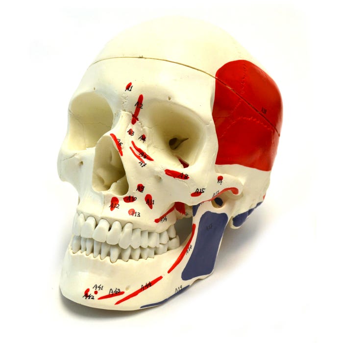 EISCO Human Skull, Muscle Painted, 3 Parts