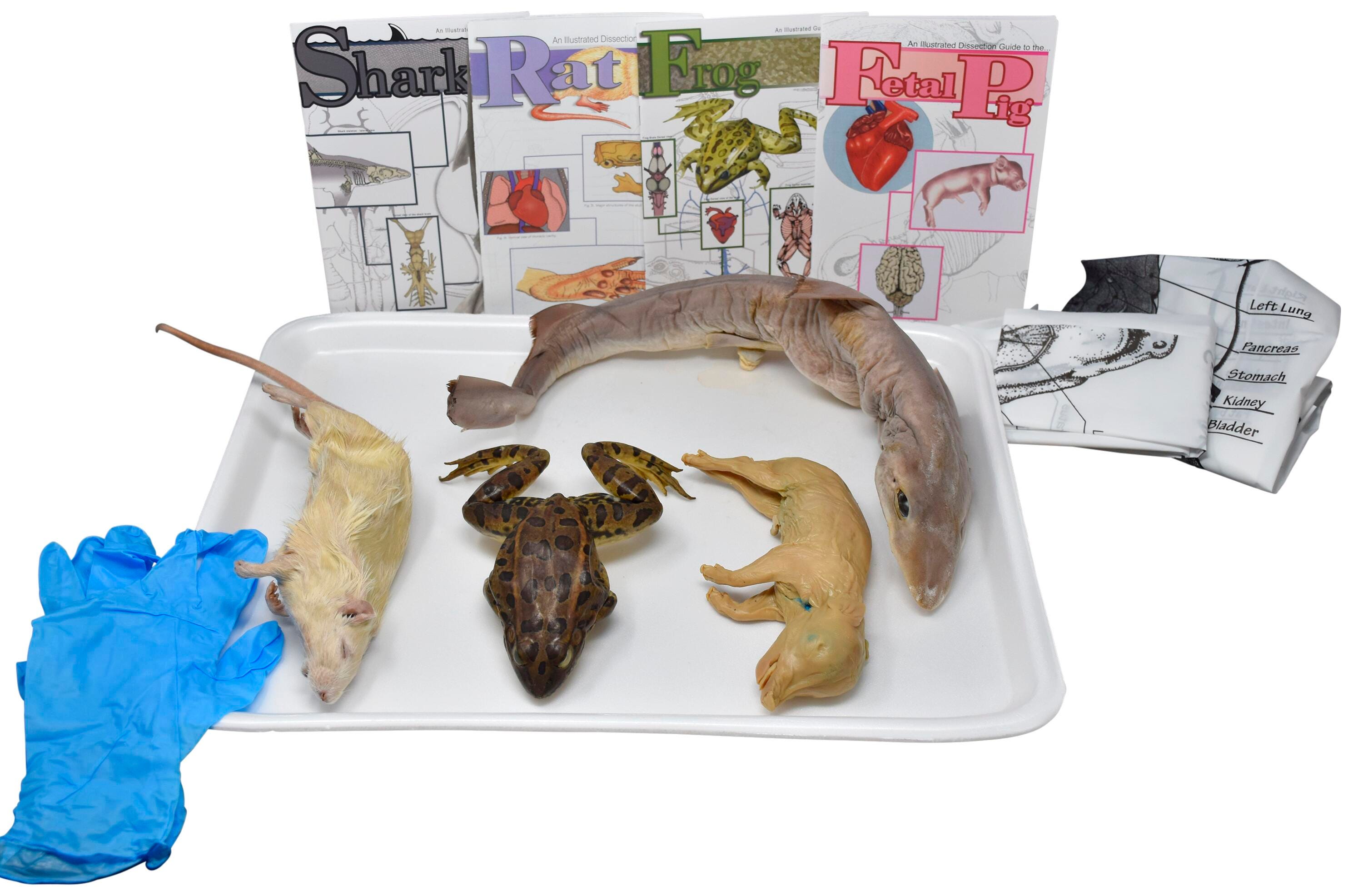Frey Choice Dissection Kit - Animal Set without Dissection Tools, Item Number 2041264