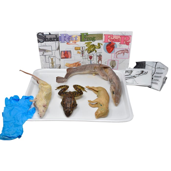 Frey Scientific Choice Vertebrae Anatomy Dissection Kit without Dissection Tools