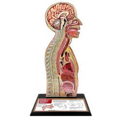 Nasogastric Tube Feeding Model