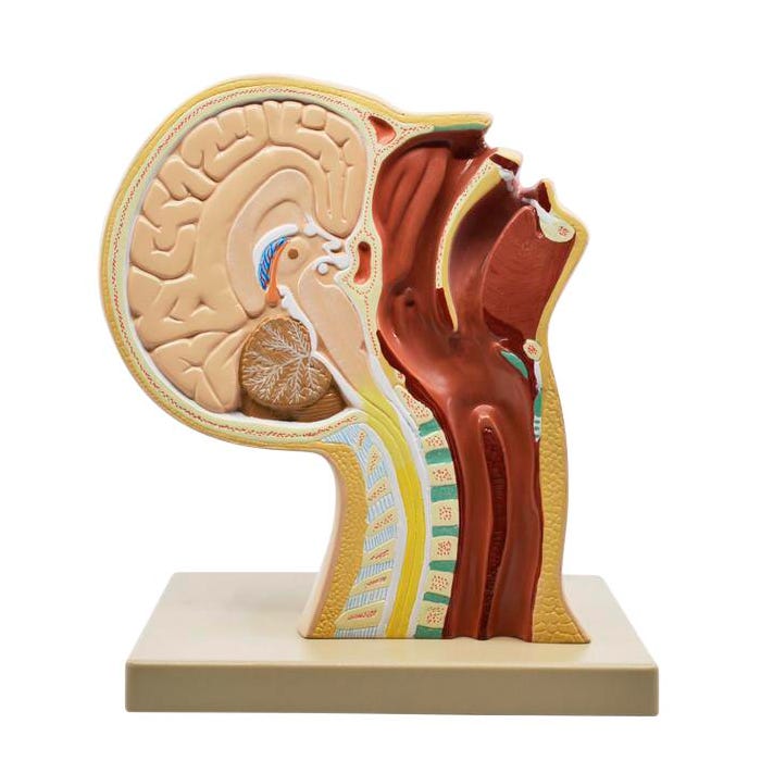 Eisco Labs Nasal Swab Training Model