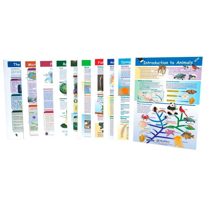 NewPath Learning Six Kingdoms Visual Learning Guides Set, Grades 5 to 8