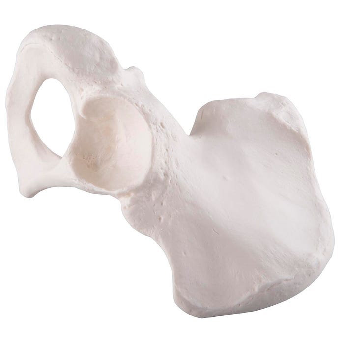 3B Replica Human Pelvis - Male