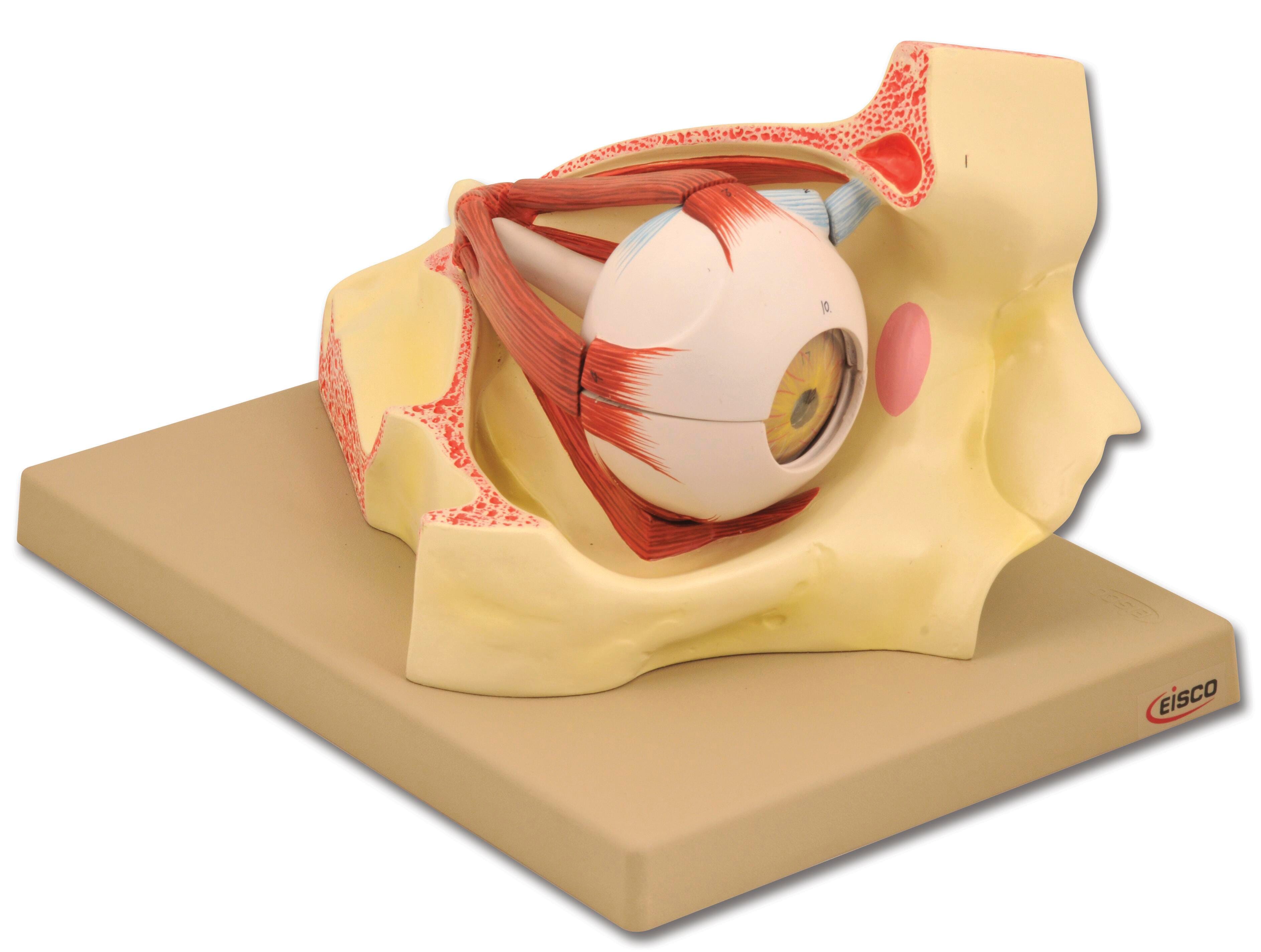 Lab and Anatomical Models, Item Number 1457383