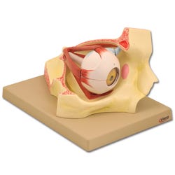 Lab and Anatomical Models, Item Number 1457383