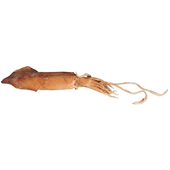 Frey Scientific Choice Preserved Squids, Single Injected, 8 to 11 Inches, Vacuum Sealed Pack of 10