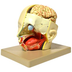 Lab and Anatomical Models, Item Number 2021797