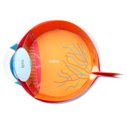 NewPath Learning Human Eye 3-D Model Kit, 1 Teacher Guide and 5 Student Guides 2087434