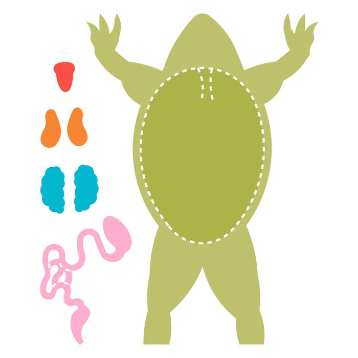 AccuCut Frog-Diagram Dies, Jumbo, Set of 5