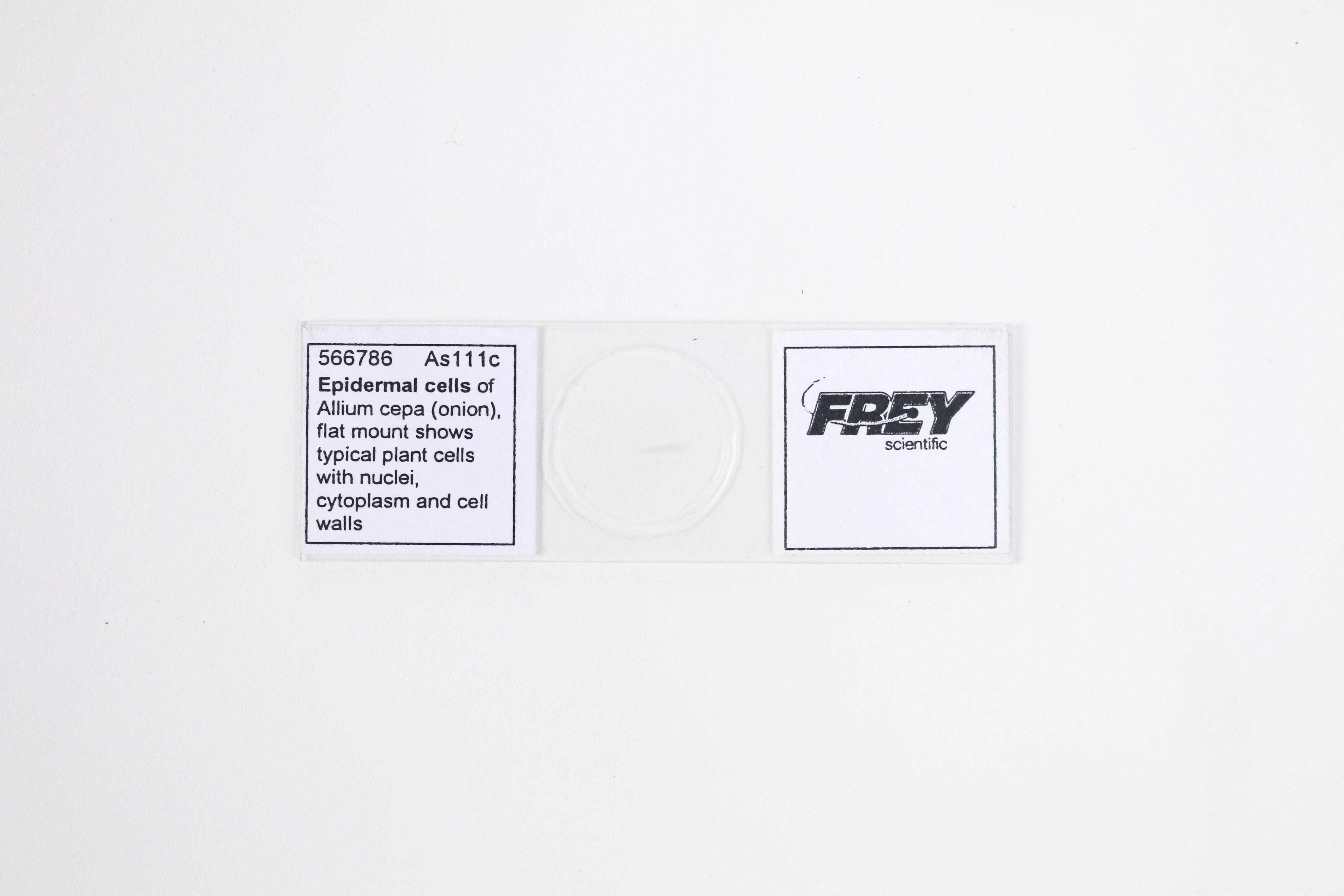 Frey Scientific Prepared Microscope Slide, Epidermal Cell of Onion 566786