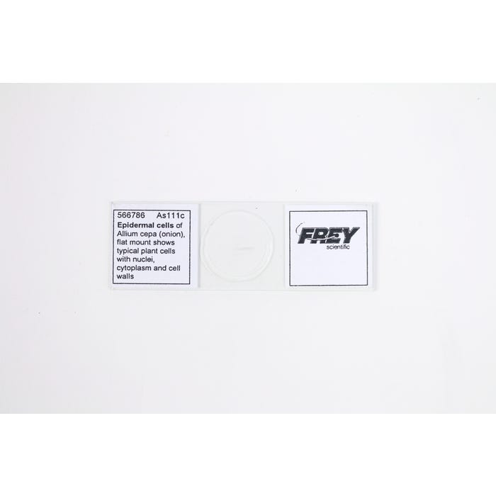 Frey Scientific Prepared Microscope Slide, Epidermal Cell of Onion 566786
