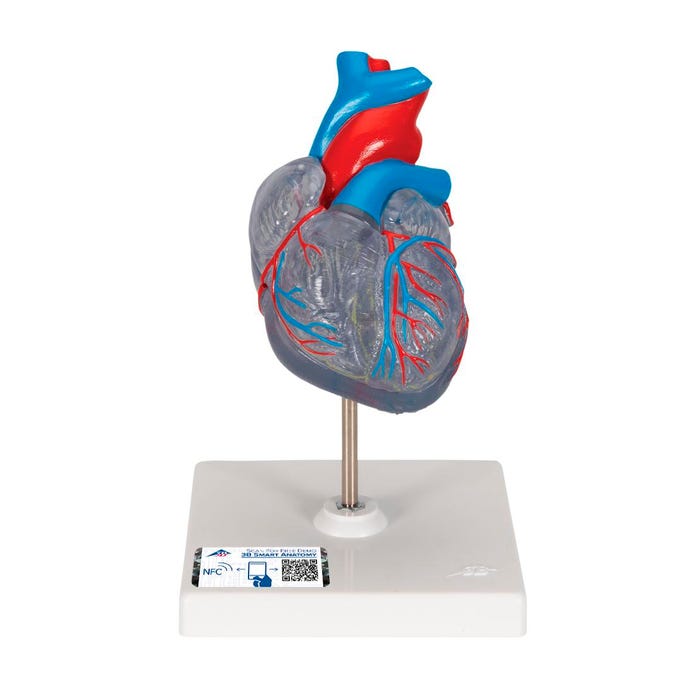 3B Scientific Classic Heart with Conducting System