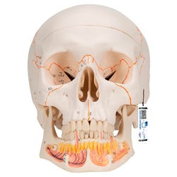 3B Scientific Skull with Opened Lower Jaw, Item Number 2091124