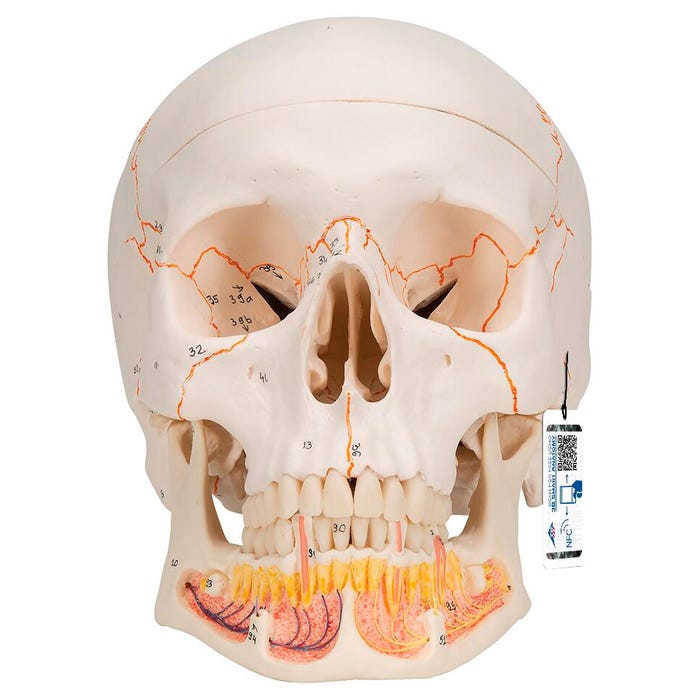 3B Scientific Skull with Opened Lower Jaw