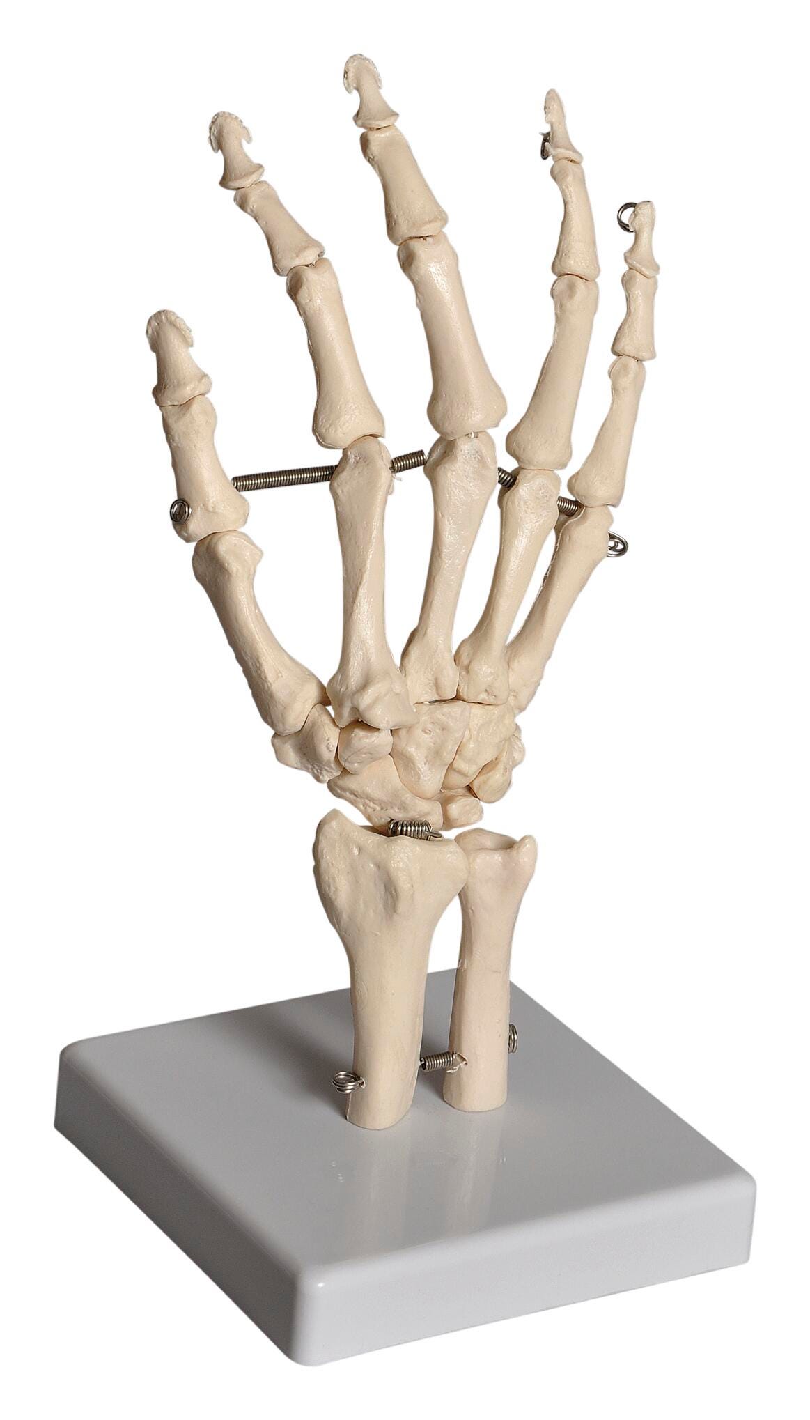 Frey Scientific Mounted Hand Model, Item Number 1488765