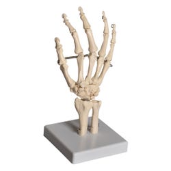 Frey Scientific Mounted Hand Model, Item Number 1488765