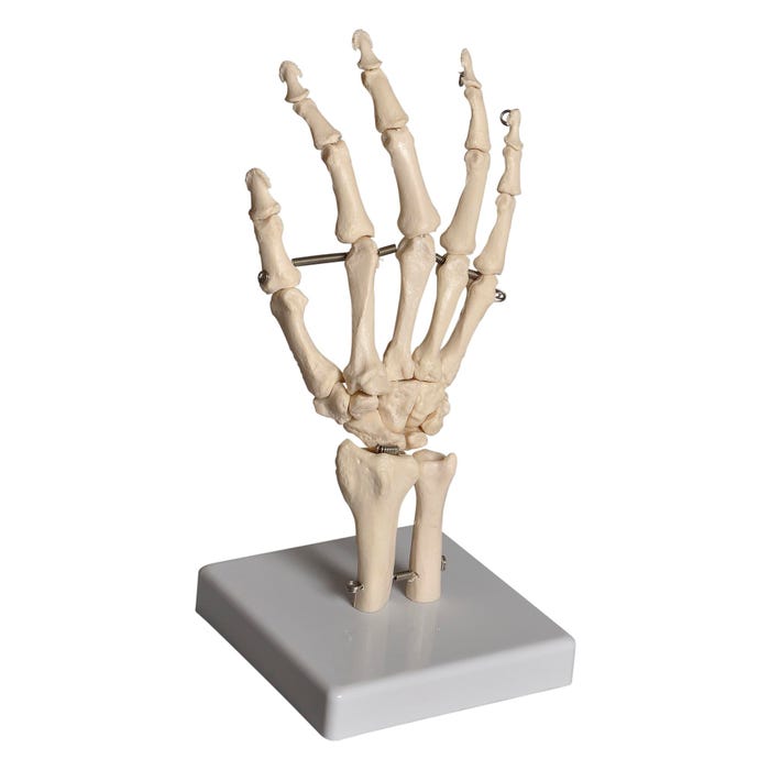 Frey Scientific Mounted Hand Model