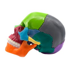 Eisco Labs Didactic Mini Skull, Multi-Colored, 15 Pieces, Magnetic Mounting