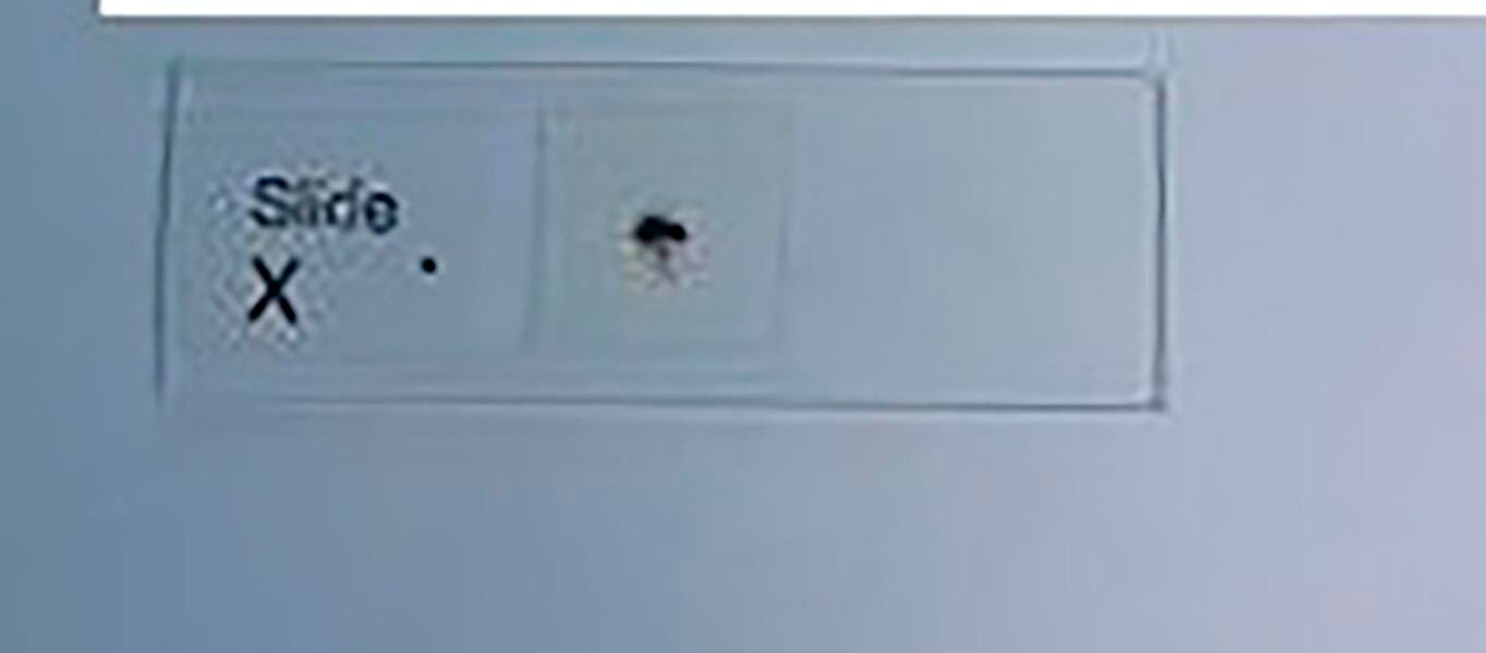 Frey Scientific Drosophila Slide, Pack of 15, Item Number 1008716