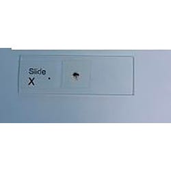 Frey Scientific Drosophila Slide, Pack of 15, Item Number 1008716