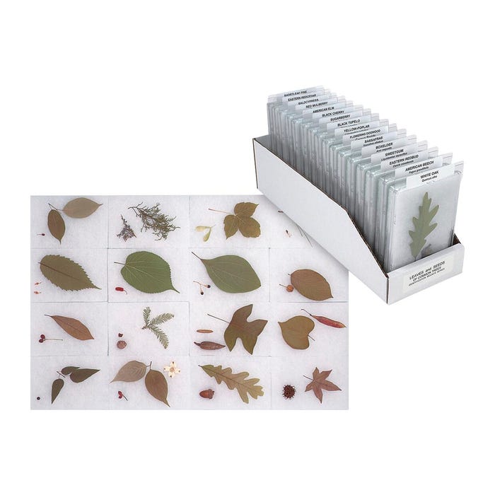 White Owl Enterprises Leaves and Seeds of Common Trees Identification Mounts