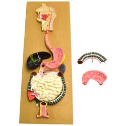 Eisco Labs Human Digestive System Model