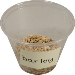 Delta Education Barley Seeds, 1 Ounce