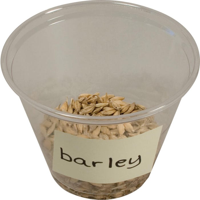Delta Education Barley Seeds, 1 Ounce