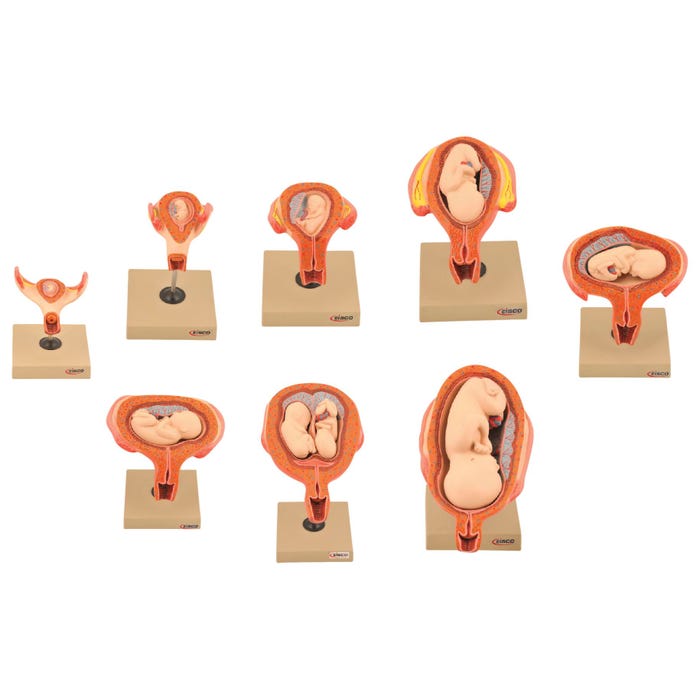 Eisco Labs Period of Gestation Models, Human Embryo/Fetus Development, Set of 8