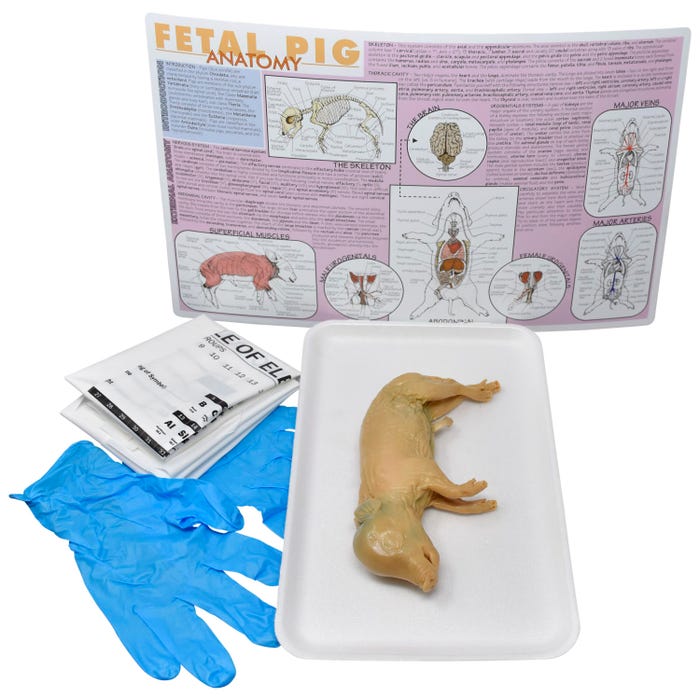 Frey Scientific Choice Preserved Fetal Pig Dissection Kit without Dissection Tools, Double Injected, 7+ Inches